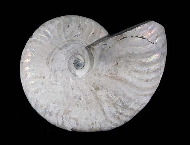 Cleoniceras (Grycia) cf. besairiei COLLIGNON 1949 - Bild © FossNet FossilienStore